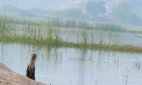 Suryapet में रेड लिस्टेड चिकने कोट वाले ऊदबिलाव देखे गए Suryapet में रेड लिस्टेड चिकने कोट वाले ऊदबिलाव देखे गए