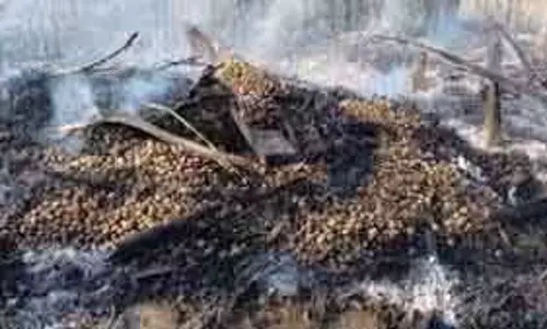 Tinsukia में आग से तीन घर और सुपारी के पौधे जलकर राख, परिवार बेघ