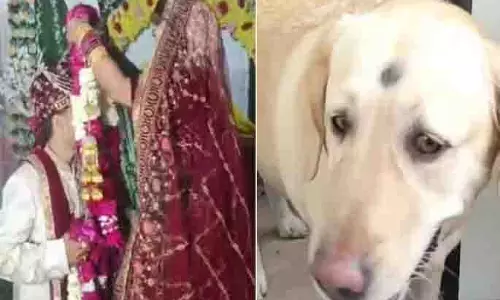 UP: कुत्ते की वजह से शादी टूटी; पत्नी ने पालतू जानवर के लिए लिया चौंकाने वाला फैसला UP: कुत्ते की वजह से शादी टूटी; पत्नी ने पालतू जानवर के लिए लिया चौंकाने वाला फैसला