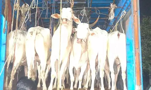 NH-50 पर कंटेनर में 31 मवेशी अमानवीय हालत में पकड़े गए