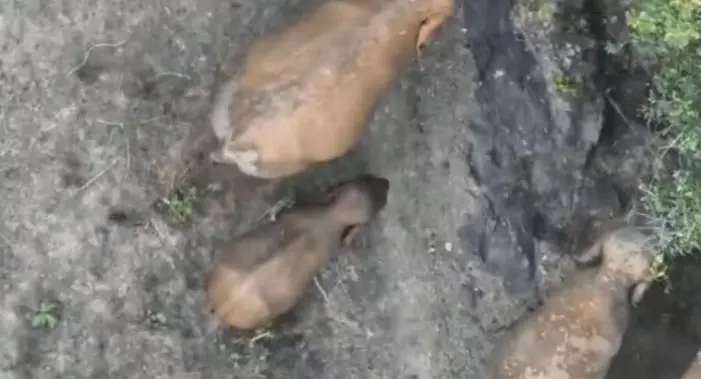 हाथी ने दो शावक को दिया जन्म, रायगढ़ इलाके में कर रहे विचरण हाथी ने दो शावक को दिया जन्म, रायगढ़ इलाके में कर रहे विचरण