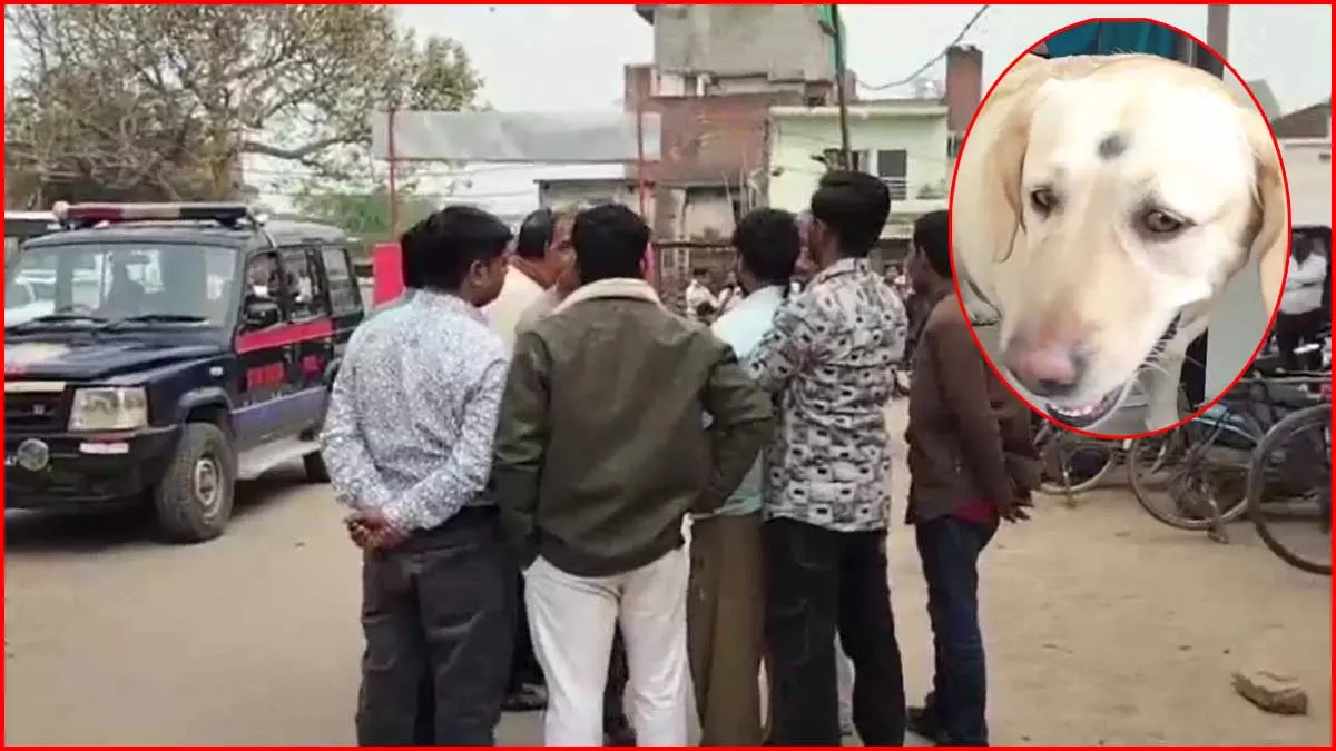 OMG! टूट गई शादी, कुत्ते को लेकर सारा मामला शुरू हुआ OMG! टूट गई शादी, कुत्ते को लेकर सारा मामला शुरू हुआ