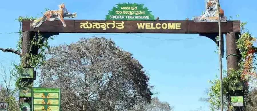 Bandipur और नागरहोल टाइगर रिज़र्व में जंगल सफारी फिर से शुरू, मंत्री ने दिया आदेश Bandipur और नागरहोल टाइगर रिज़र्व में जंगल सफारी फिर से शुरू, मंत्री ने दिया आदेश