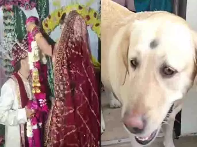 UP: कुत्ते की वजह से शादी टूटी; पत्नी ने पालतू जानवर के लिए लिया चौंकाने वाला फैसला UP: कुत्ते की वजह से शादी टूटी; पत्नी ने पालतू जानवर के लिए लिया चौंकाने वाला फैसला