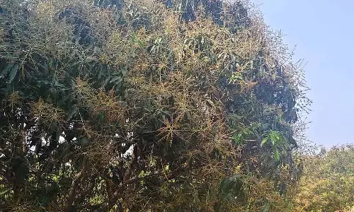 ओस से पिघले फूलों का गुलदस्ता: Mango उगाने वालों को पैदावार में कमी का डर