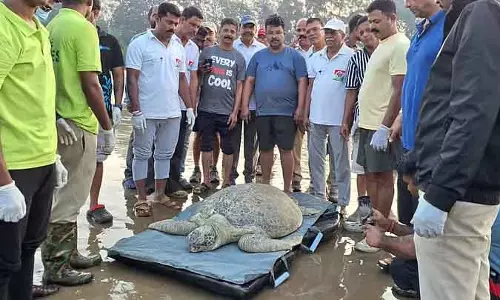 Karwar : हरा समुद्री कछुआ जो समुद्र में वापस आ गया है