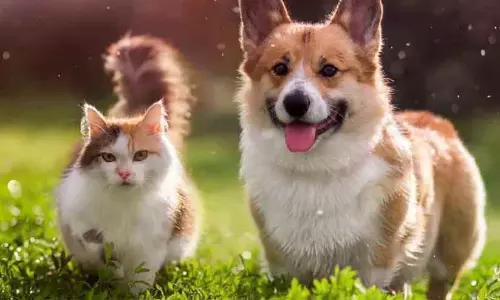 पालतू जानवरों का ध्यान रखना चाहिए – Animal Welfare Department पालतू जानवरों का ध्यान रखना चाहिए – Animal Welfare Department
