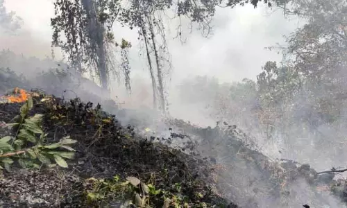 Kerala : कोन्नाकौड एस्टेट और जंगल की सीमा में आग लग गई