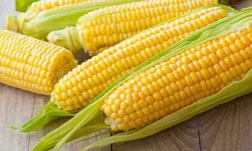 Sweet Corn हमारे लिए हेल्दी है या नहीं, पता करें