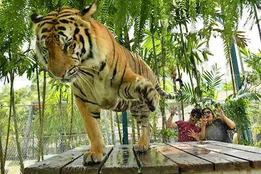 थाईलैंड के पार्क में वायरस से दर्जनों tigers की मौत थाईलैंड के पार्क में वायरस से दर्जनों tigers की मौत