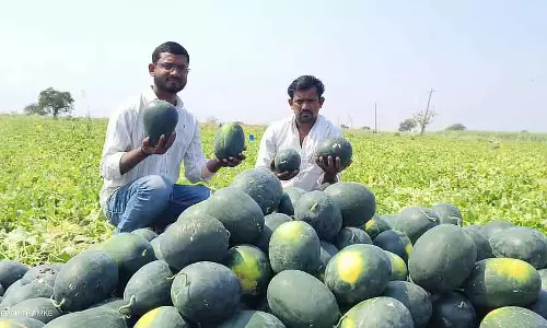 Bhalki : तरबूज उगाने से बहुत आमदनी होती है