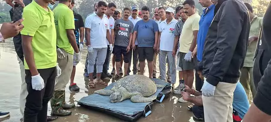 Karwar : हरा समुद्री कछुआ जो समुद्र में वापस आ गया है Karwar : हरा समुद्री कछुआ जो समुद्र में वापस आ गया है