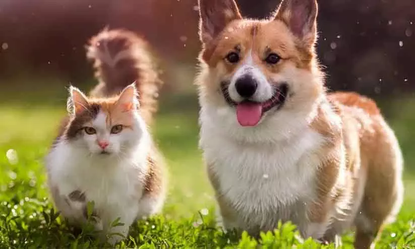 पालतू जानवरों का ध्यान रखना चाहिए – Animal Welfare Department पालतू जानवरों का ध्यान रखना चाहिए – Animal Welfare Department