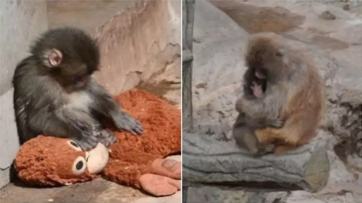 Viral Video: बेबी मंकी ‘पंच’ ने नए ग्रुप के साथ दिल को छू लेने वाले गले मिलने के बाद ऑनलाइन दिल जीत लिया Viral Video: बेबी मंकी ‘पंच’ ने नए ग्रुप के साथ दिल को छू लेने वाले गले मिलने के बाद ऑनलाइन दिल जीत लिया
