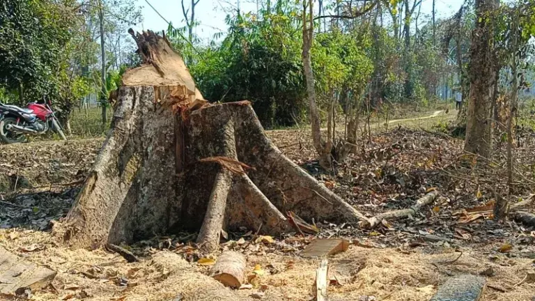 Assam: नोलोनी जंगल की आग से अवैध कटाई को लेकर हंगामा, CAMPA की चूक Assam: नोलोनी जंगल की आग से अवैध कटाई को लेकर हंगामा, CAMPA की चूक