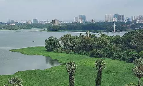 Mumbai की पवई झील की सफाई से पेड़ों के लिए खतरा पैदा हो गया है Mumbai की पवई झील की सफाई से पेड़ों के लिए खतरा पैदा हो गया है