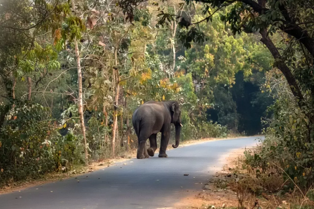 Odisha: गंजम के दिगापहांडी में हाथी के हमले में दो लोगों की मौत Odisha: गंजम के दिगापहांडी में हाथी के हमले में दो लोगों की मौत
