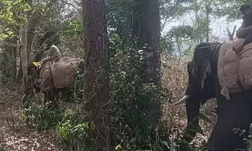 Chikkamagaluru में जंगली हाथी के हमले का एक और शिकार; गुंडे को आखिरकार गिरफ्तार कर लिया गया Chikkamagaluru में जंगली हाथी के हमले का एक और शिकार; गुंडे को आखिरकार गिरफ्तार कर लिया गया