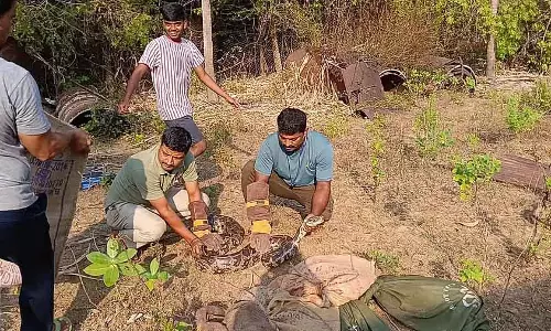 Karwar : एक घर के परिसर में 6 अजगर पकड़े गए