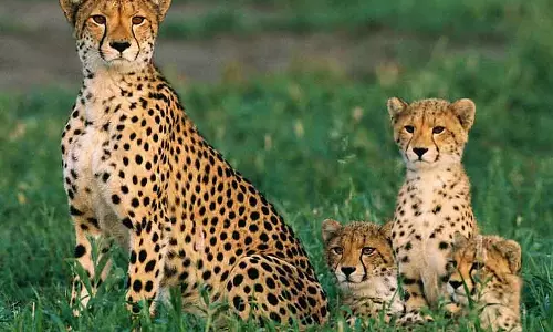 Cheetah बैनरघट्टा आएगा: साउथ अफ्रीका से एक्सचेंज