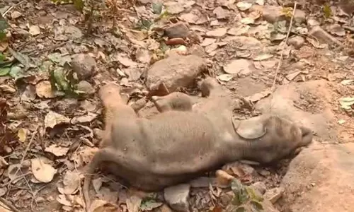 जंगल में मिला हाथी शावक का शव, वन विभाग सतर्क