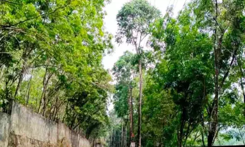 Kerala : सड़क किनारे परसिमन का पेड़ कीड़ों से भरा हुआ है। Kerala : सड़क किनारे परसिमन का पेड़ कीड़ों से भरा हुआ है।