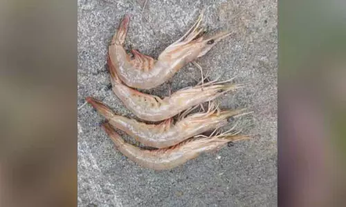 झींगा फार्म में Virus का प्रकोप; बड़ी संख्या में झींगा और प्रॉन्स मर रहे हैं झींगा फार्म में Virus का प्रकोप; बड़ी संख्या में झींगा और प्रॉन्स मर रहे हैं
