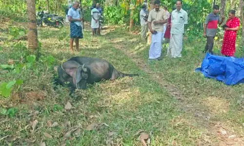 Kerala : जंगली जानवरों के झुंड ने भैंस को रौंद दिया Kerala : जंगली जानवरों के झुंड ने भैंस को रौंद दिया
