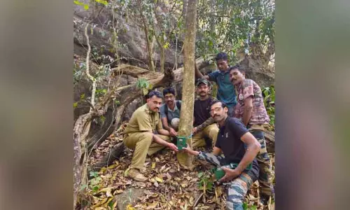 Kaduva जनगणना: नीलांबुर जंगल में 260 कैमरे लाइव हुए