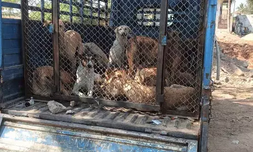 Vijayapura : स्ट्रीट डॉग्स के लिए न्यूटरिंग सर्जरी Vijayapura : स्ट्रीट डॉग्स के लिए न्यूटरिंग सर्जरी