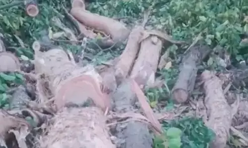 मरवाही में सरई वृक्षों की अवैध कटाई, वन संपदा को खतरा मरवाही में सरई वृक्षों की अवैध कटाई, वन संपदा को खतरा