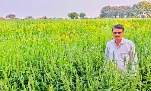 आर्थिक विकास के लिए वरदान है Chia: प्रगतिशील किसान सुधाकर फुलारी की उपलब्धि आर्थिक विकास के लिए वरदान है Chia: प्रगतिशील किसान सुधाकर फुलारी की उपलब्धि