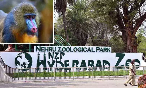 Hyderabad के नेहरू जूलॉजिकल पार्क में असली रफीकियों का स्वागत