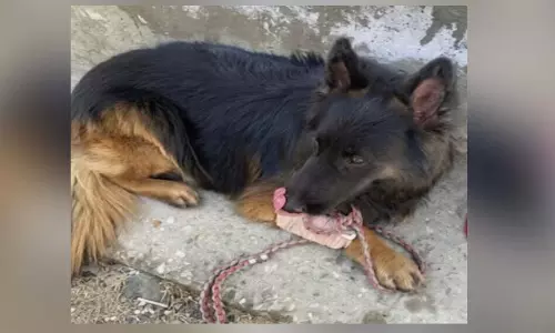 Tyson: सेना के K9 डॉग ‘टाइसन’ ने दिखाई अदम्य बहादुरी Tyson: सेना के K9 डॉग ‘टाइसन’ ने दिखाई अदम्य बहादुरी