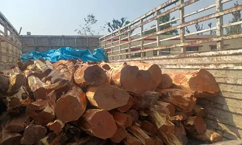 Yamunanagar: वन तस्करी पर पुलिस-वन विभाग का शिकंजा Yamunanagar: वन तस्करी पर पुलिस-वन विभाग का शिकंजा