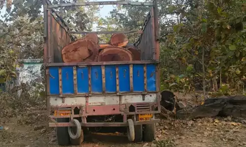 कटघोरा वनमंडल में अवैध साल की लकड़ी और ट्रक जब्त, चालक फरार