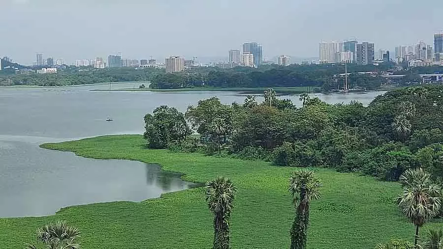 Mumbai की पवई झील की सफाई से पेड़ों के लिए खतरा पैदा हो गया है Mumbai की पवई झील की सफाई से पेड़ों के लिए खतरा पैदा हो गया है