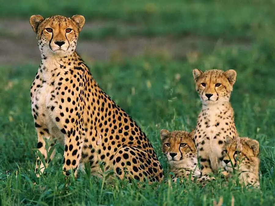 Cheetah बैनरघट्टा आएगा: साउथ अफ्रीका से एक्सचेंज Cheetah बैनरघट्टा आएगा: साउथ अफ्रीका से एक्सचेंज
