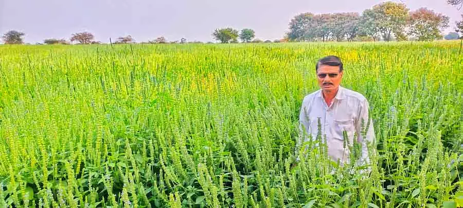 आर्थिक विकास के लिए वरदान है Chia: प्रगतिशील किसान सुधाकर फुलारी की उपलब्धि आर्थिक विकास के लिए वरदान है Chia: प्रगतिशील किसान सुधाकर फुलारी की उपलब्धि