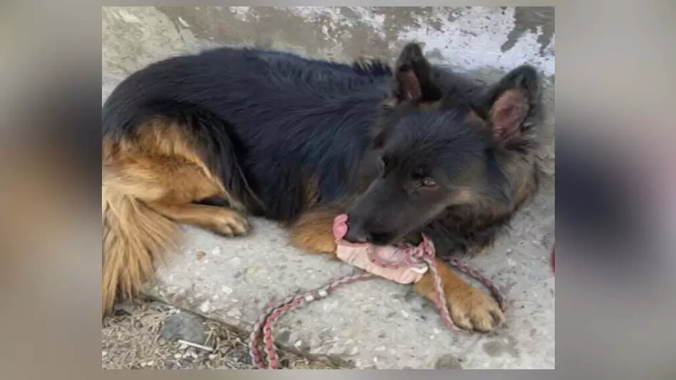 Tyson: सेना के K9 डॉग ‘टाइसन’ ने दिखाई अदम्य बहादुरी Tyson: सेना के K9 डॉग ‘टाइसन’ ने दिखाई अदम्य बहादुरी