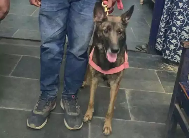 CG: डॉग विमला ने 10 किलोमीटर जंगल में लापता तरुण सिदार को ढूंढ निकाला CG: डॉग विमला ने 10 किलोमीटर जंगल में लापता तरुण सिदार को ढूंढ निकाला