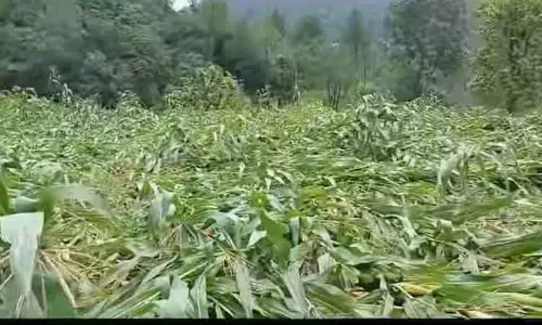Hisar बीमा क्लेम पर विवाद: किसानों और सरकार के बीच तीसरे दौर की बातचीत Hisar बीमा क्लेम पर विवाद: किसानों और सरकार के बीच तीसरे दौर की बातचीत