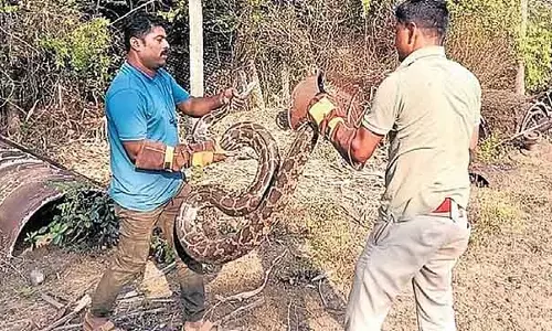 Karwar : वन कर्मचारियों ने एक ही दिन में 6 अजगरों को बचाकर नया रिकॉर्ड बनाया Karwar : वन कर्मचारियों ने एक ही दिन में 6 अजगरों को बचाकर नया रिकॉर्ड बनाया