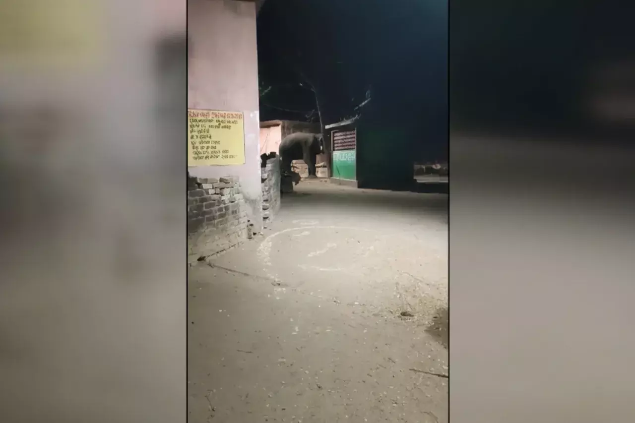 Dhenkanal के कामाक्ष्यनगर में आधी रात को हाथियों के घुसने से दहशत फैल गई Dhenkanal के कामाक्ष्यनगर में आधी रात को हाथियों के घुसने से दहशत फैल गई