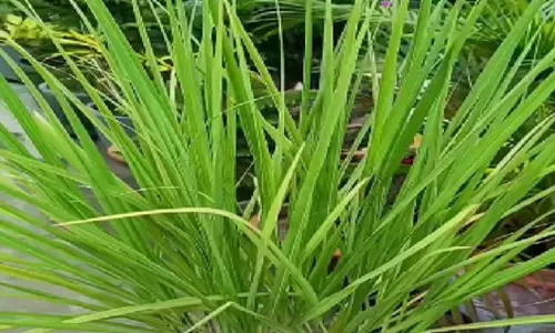छोटा सा लेमन ग्रास है बड़े काम की चीज, खाने से लेकर लगाने में लाभकारी