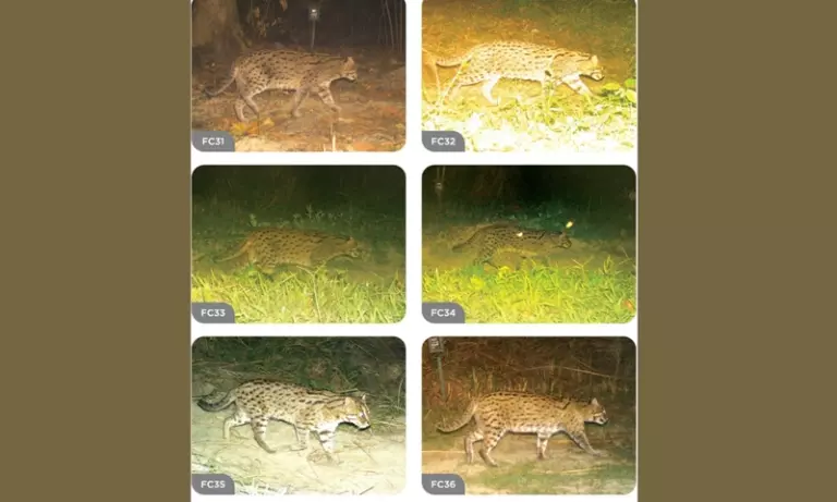 Kaziranga में 57 फिशिंग कैट्स मिलीं, जो मीठे पानी के मुख्य हैबिटैट के तौर पर उभरा Kaziranga में 57 फिशिंग कैट्स मिलीं, जो मीठे पानी के मुख्य हैबिटैट के तौर पर उभरा