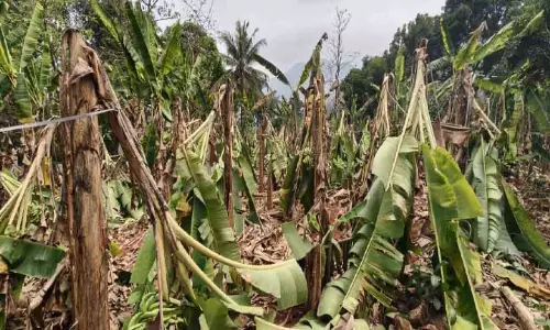 Kerala : हवा और बारिश से केले की फसल नष्ट हो गई Kerala : हवा और बारिश से केले की फसल नष्ट हो गई