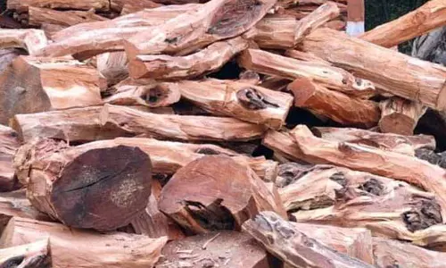 JAMMU: 14 क्विंटल अवैध रूप से काटी गई खैर की लकड़ी जब्त