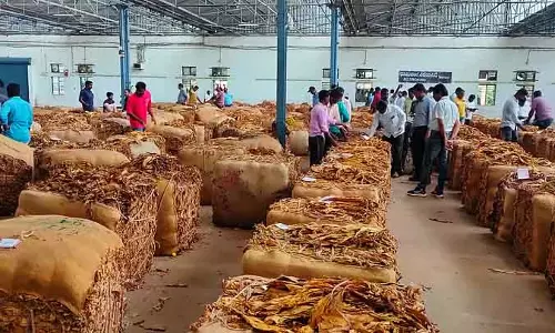 तंबाकू की कीमतों में गिरावट: Farmers को नुकसान का डर