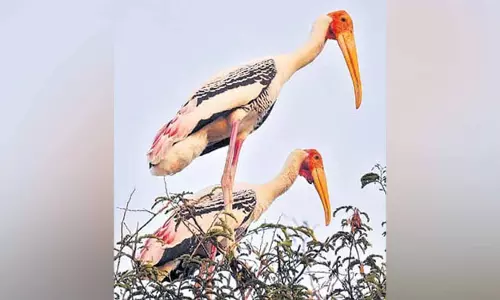 Khammam के चिंतापल्ली में तीन साल बाद प्रवासी पक्षी लौटे